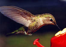 Colibries finca los colibries