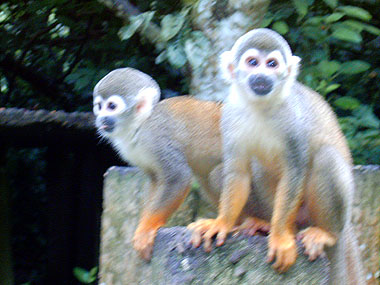 Amazonas Colombia